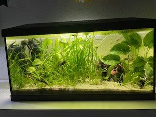 Akvarium, 54 liter, b: 60 d: 30 h: 30