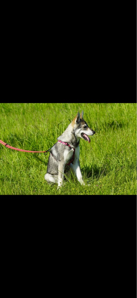 Tjekkoslavisk ulvehund og husky 