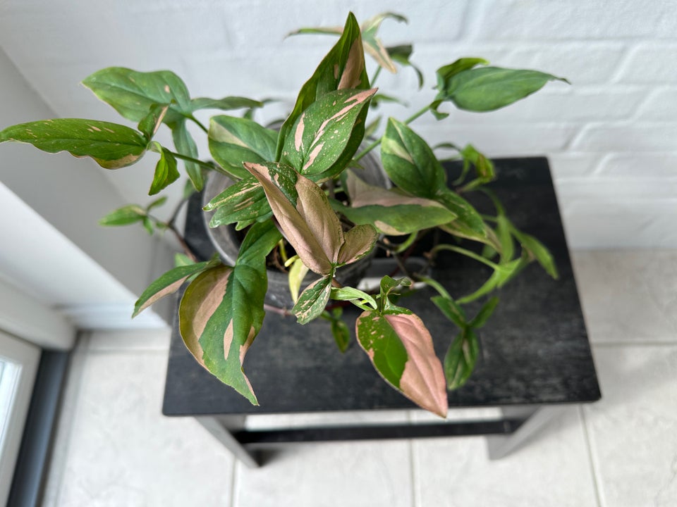 Grøn og lyserød plante Syngonium