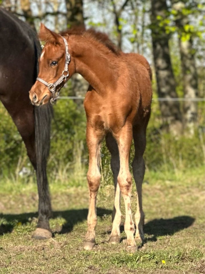 Arabisk fuldblod ox hingst 0 år