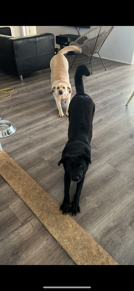 Labrador Nye familie søges