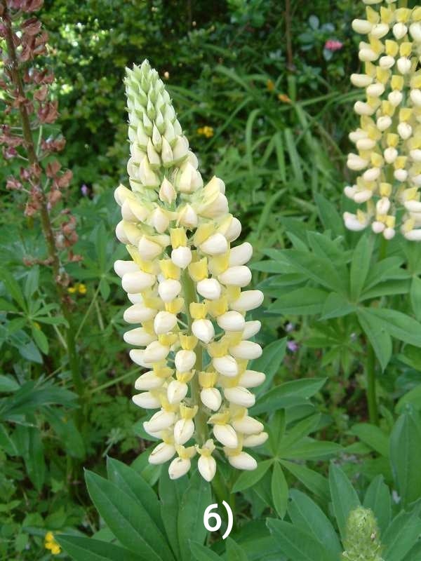 Blomsterfrø MIX LUPIN