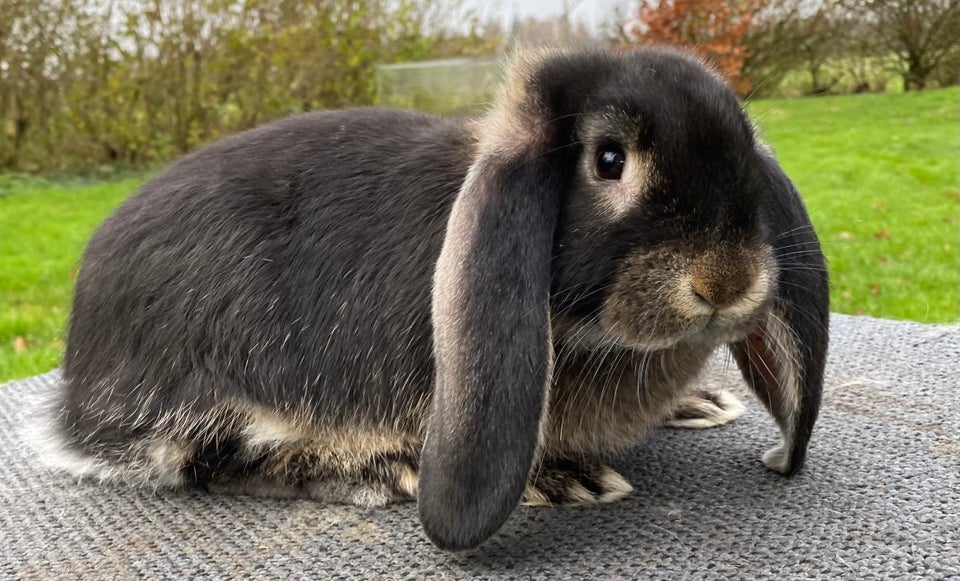 Kanin AVLSKLAR FRANSK VÆDDER HAN