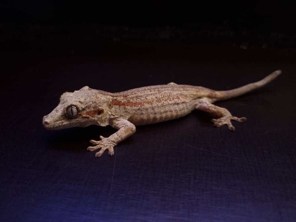 Gekko, Gargoyle gekko