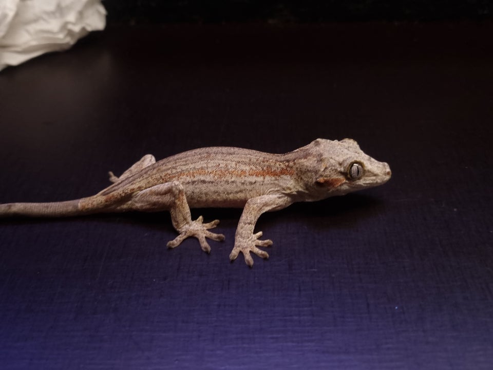 Gekko, Gargoyle gekko