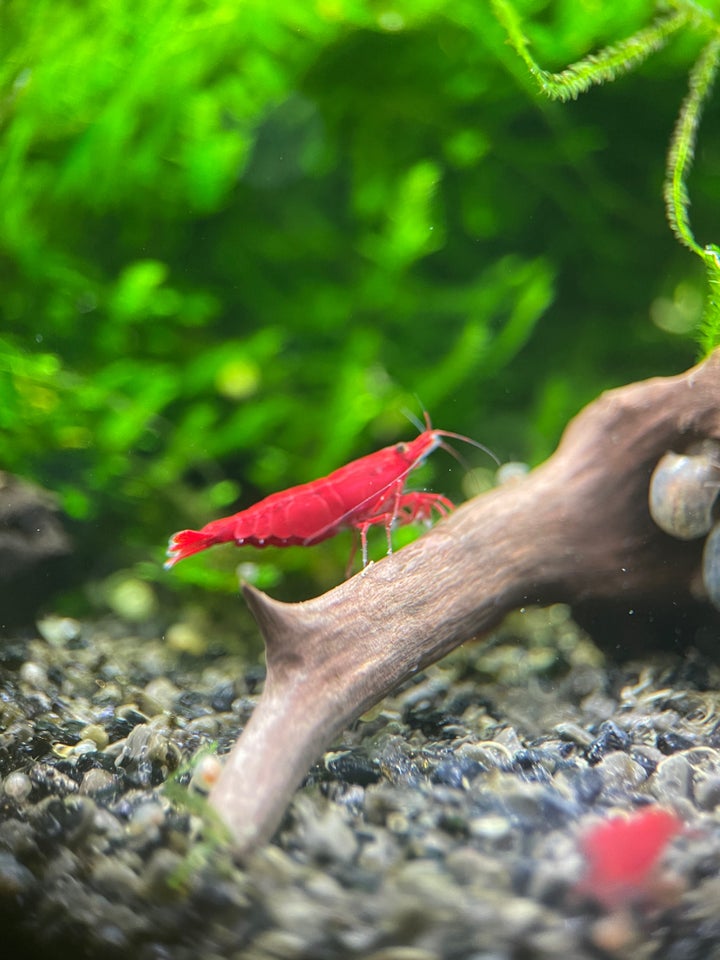 Bloody Mary Neocaridina