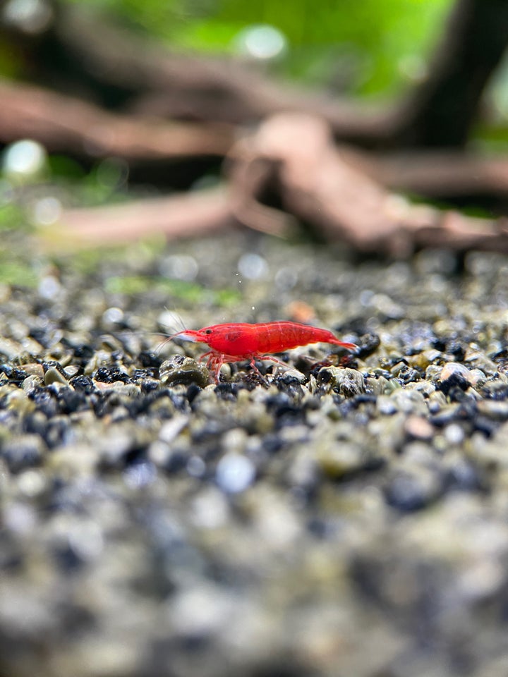 Bloody Mary Neocaridina