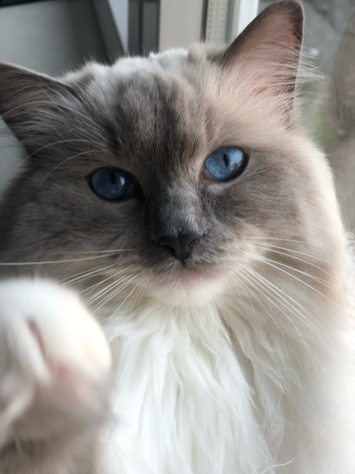 Ragdoll hunkat 5 år