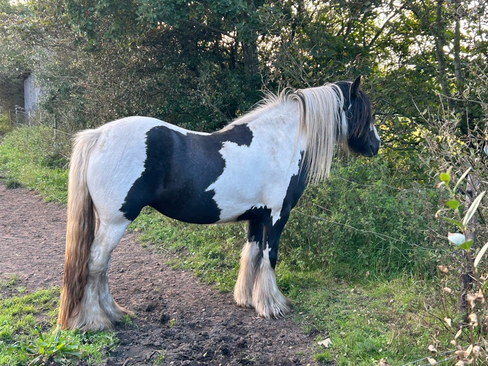 Irish Cob, hoppe, 3 år