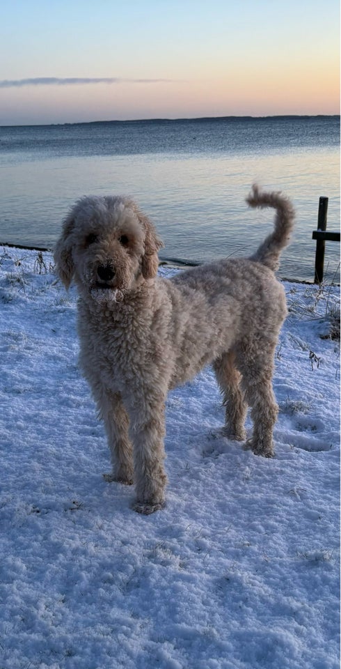 Cockapoo hvalpe