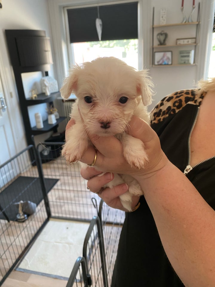 Maltipoo hvalpe 7 mdr