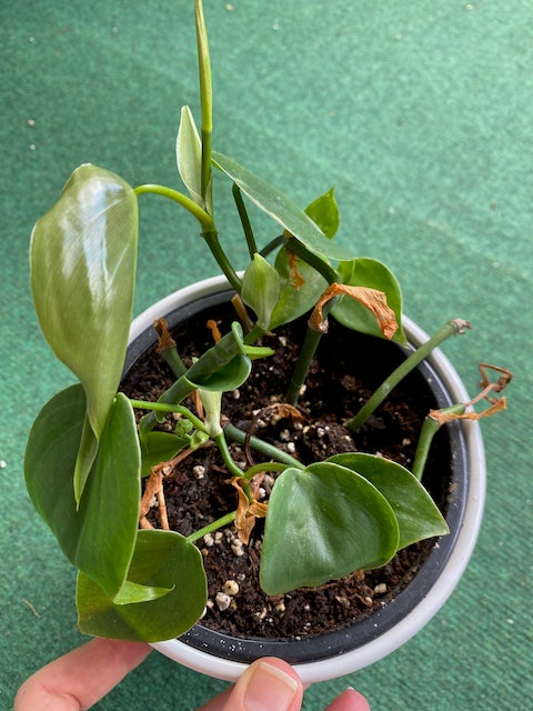 Stueplante Pothos