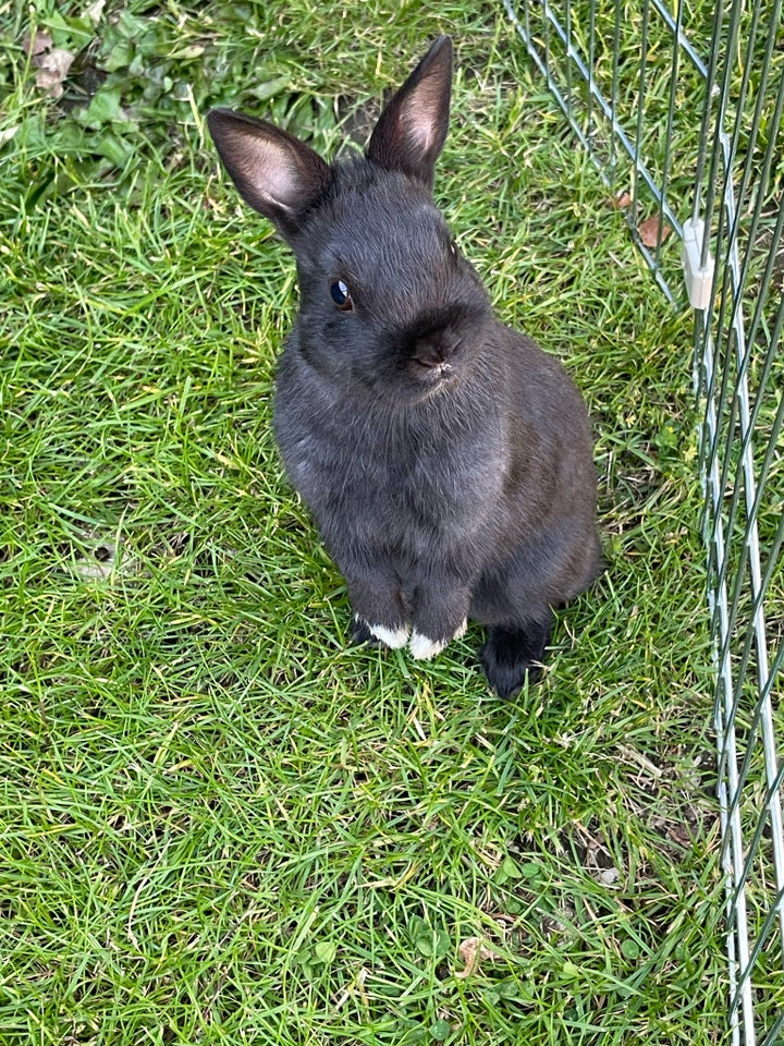 Kanin Hermelin  0 år