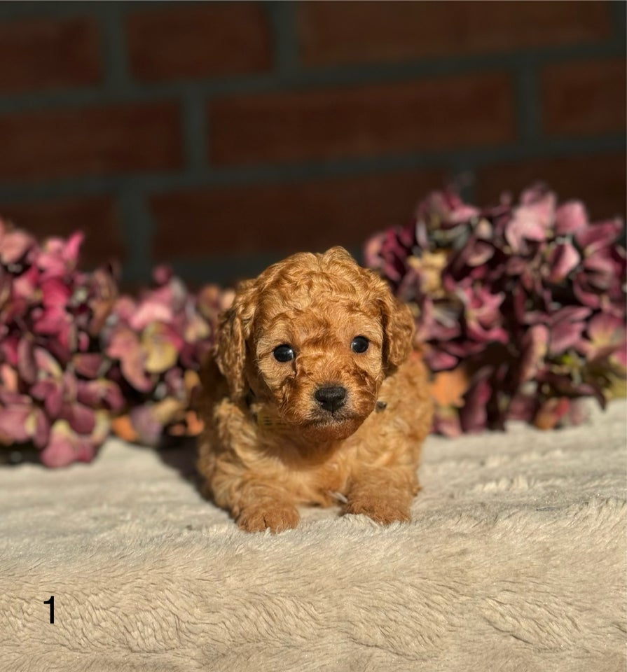 Cavapoo F1b, hund, 4 uger