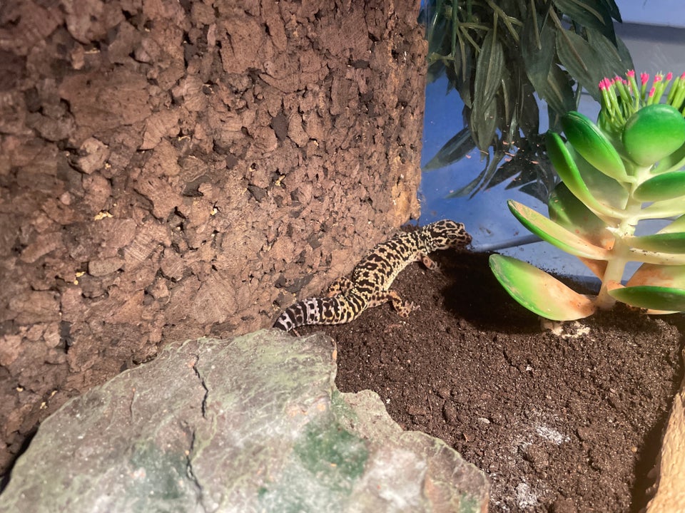 Gekko, Leopard gekko