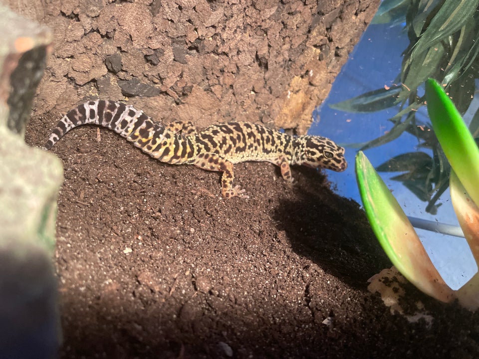 Gekko, Leopard gekko