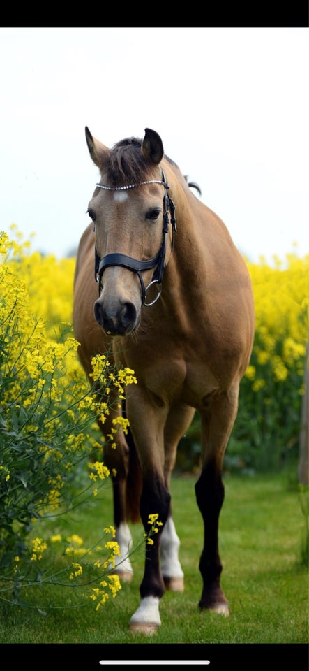 Tysk Pony vallak 20 år