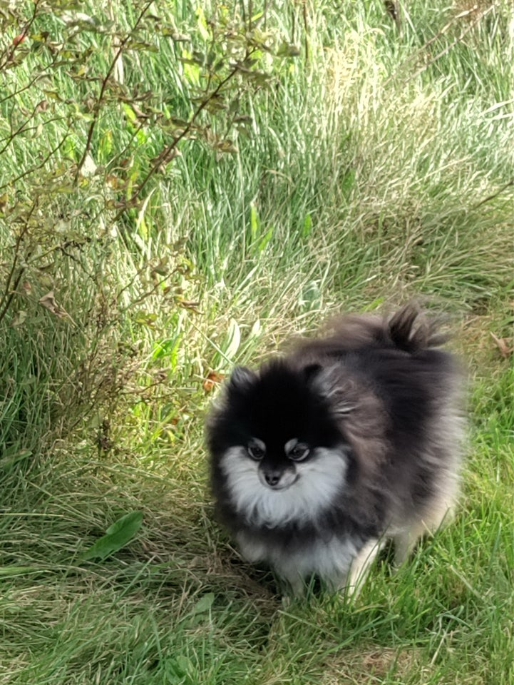 Pomeranian, hund, 3 år