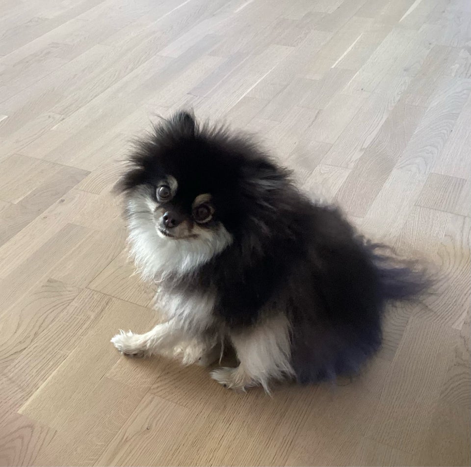 Pomeranian, hund, 3 år