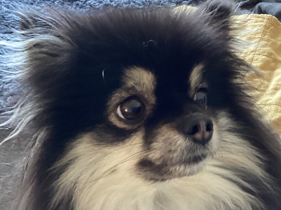 Pomeranian, hund, 3 år