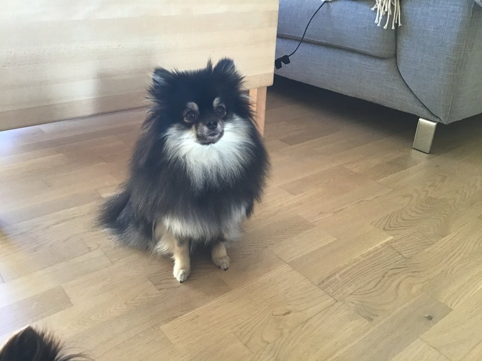 Pomeranian, hund, 3 år