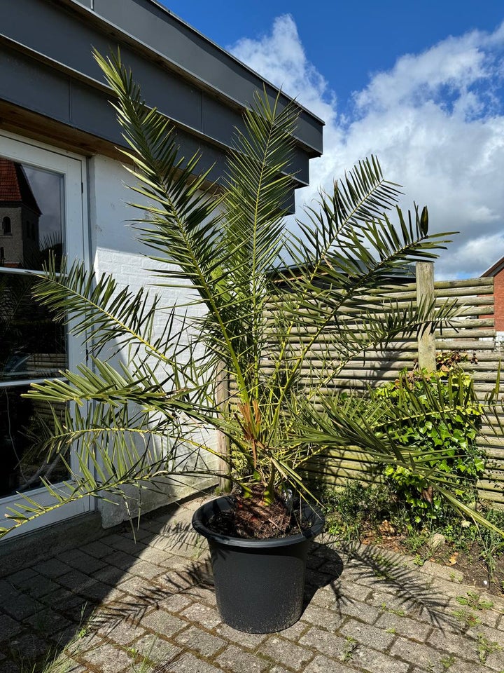 Daddelpalme, Phoenix canariensis