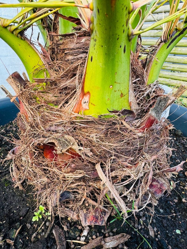 Daddelpalme, Phoenix canariensis