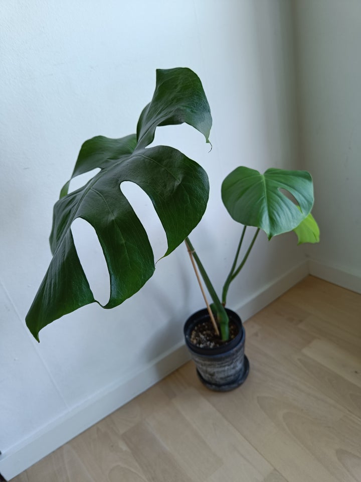 Monstera