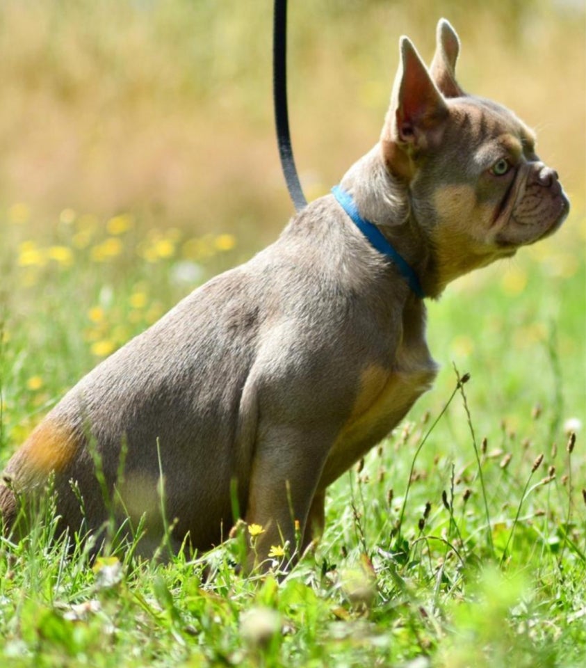 Fransk Bulldog , hund, 2 år