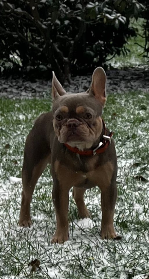 Fransk Bulldog , hund, 2 år