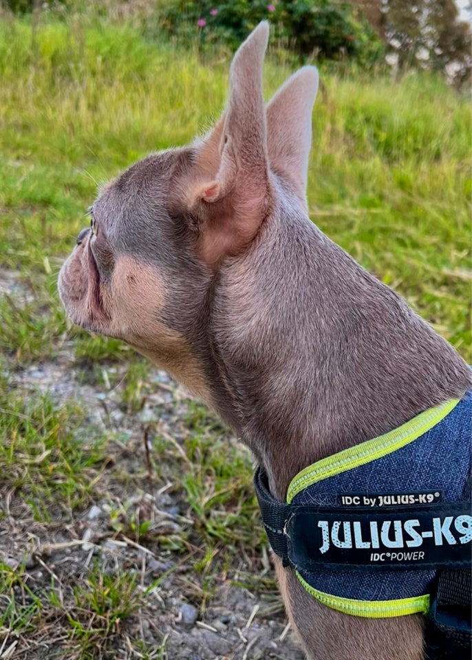 Fransk Bulldog , hund, 2 år