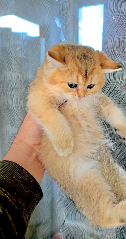 British Shorthair, flere