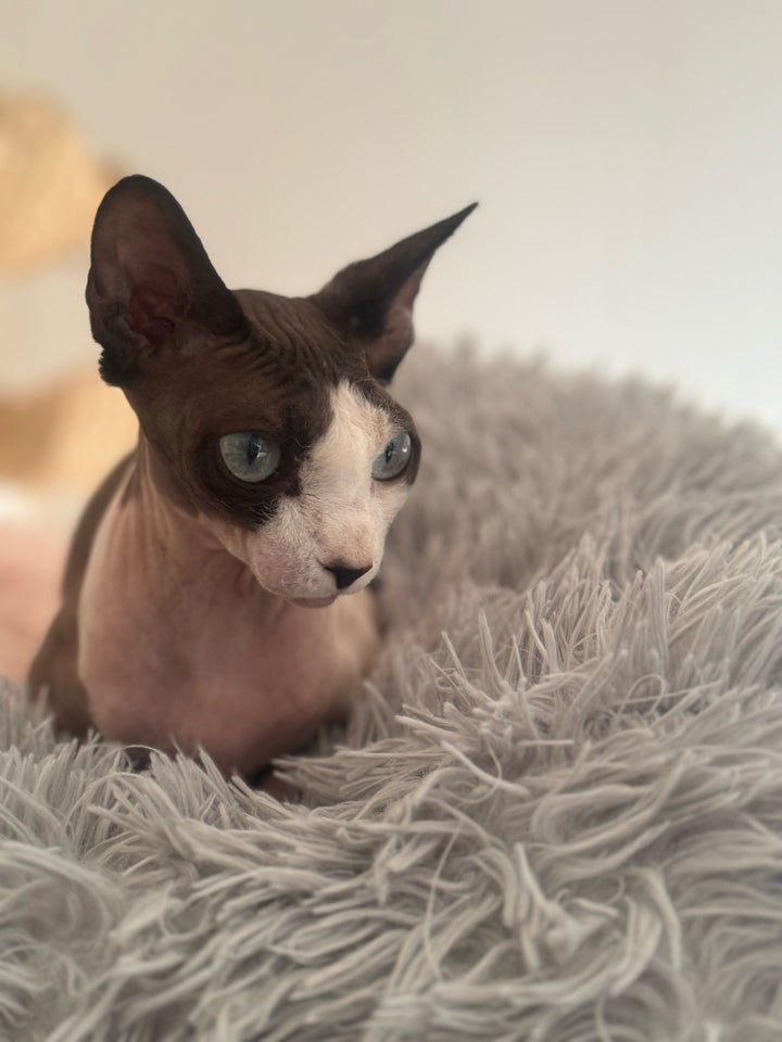 Hunkat Sphynx 2 år