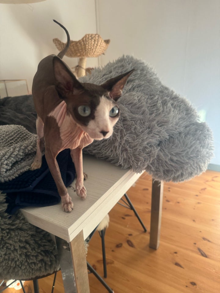 Hunkat Sphynx 2 år