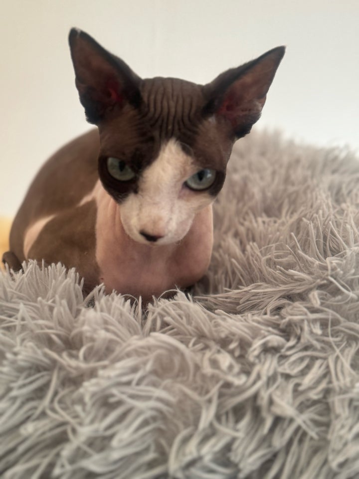 Hunkat Sphynx 2 år