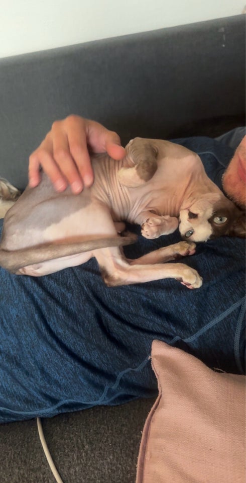 Hunkat Sphynx 2 år