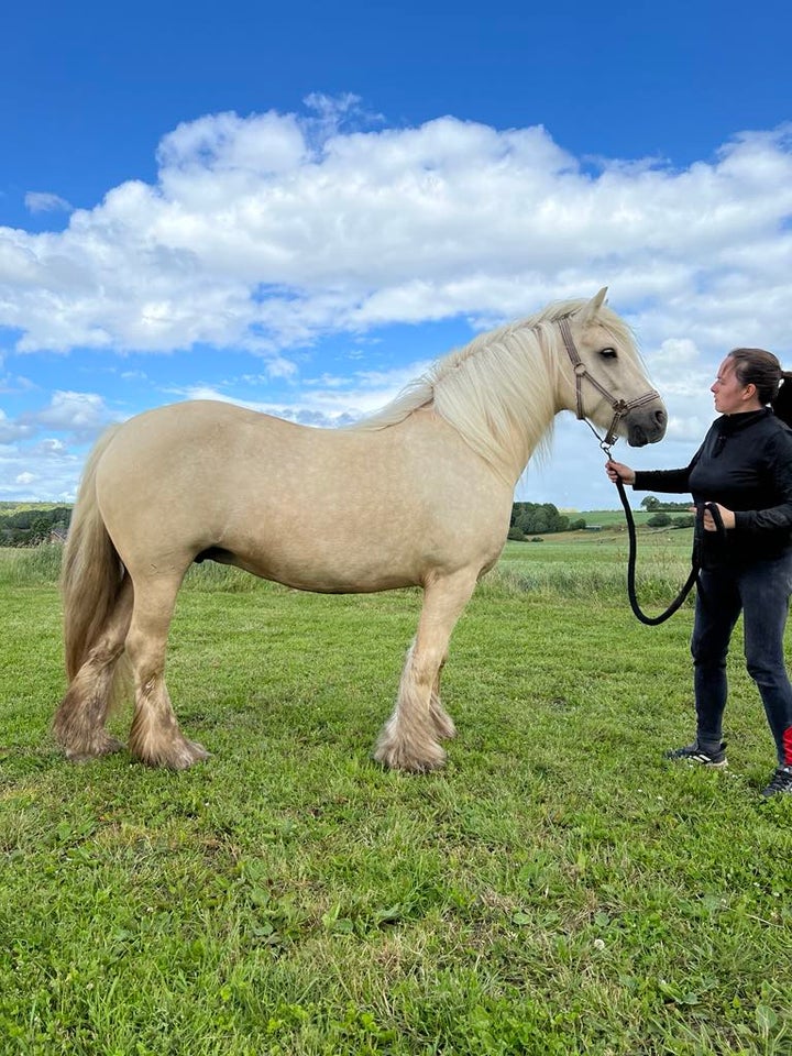 Irish Cob hoppe 6 år