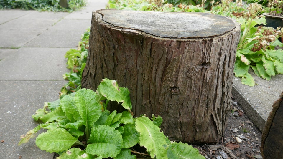 Træstamme - Træstub Bænk - Bord -