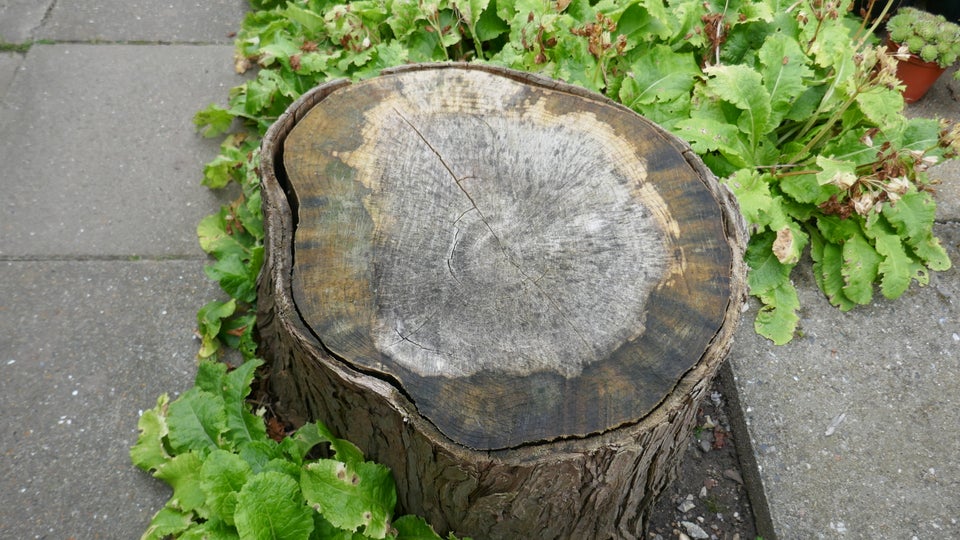 Træstamme - Træstub Bænk - Bord -