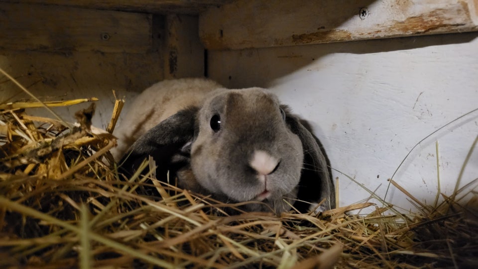 Kanin, Dværgvædder, 0 år