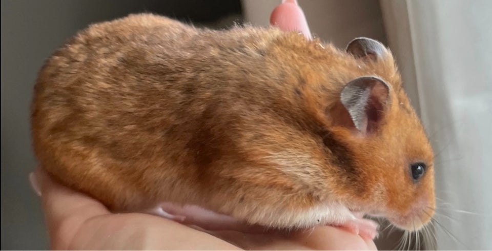 Hamster, Gnaverbur, 0 år