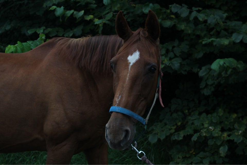 Dansk Varmblod, hoppe, 21 år