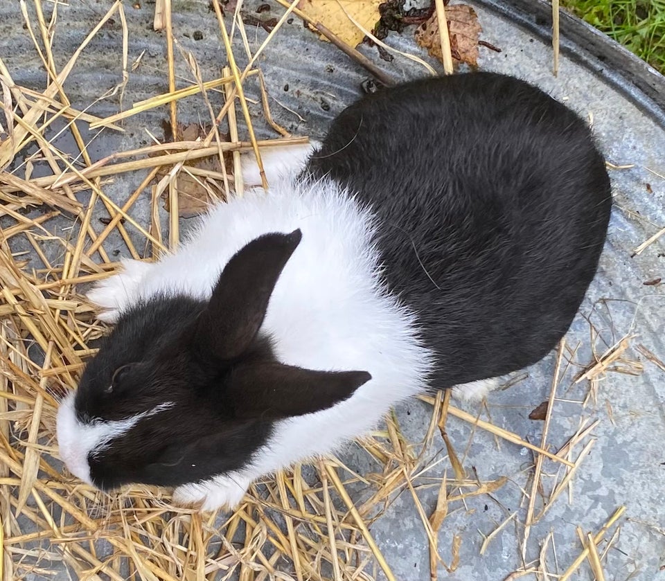 Kanin, HOLLÆNDER HAN SORT, 0 år