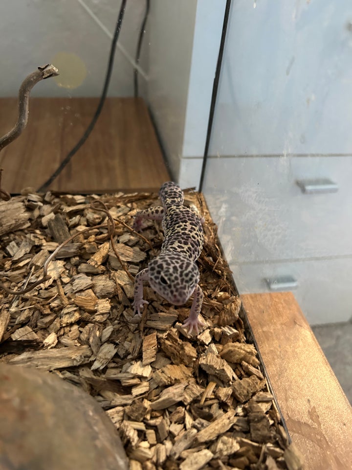 Gekko, Leopard Gekko