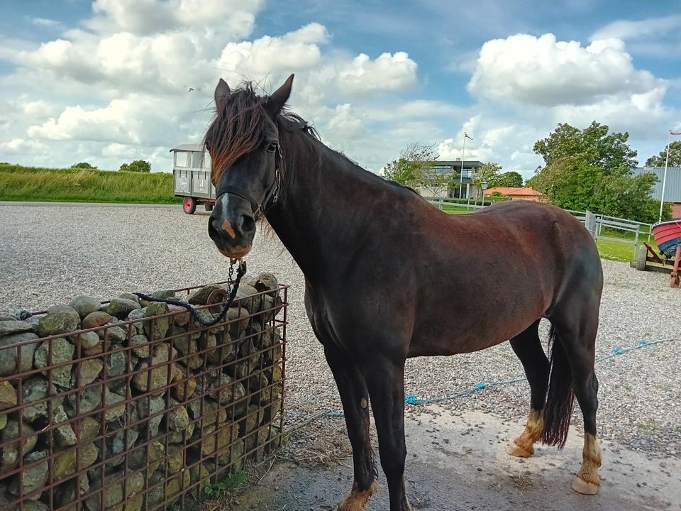 welsh cob