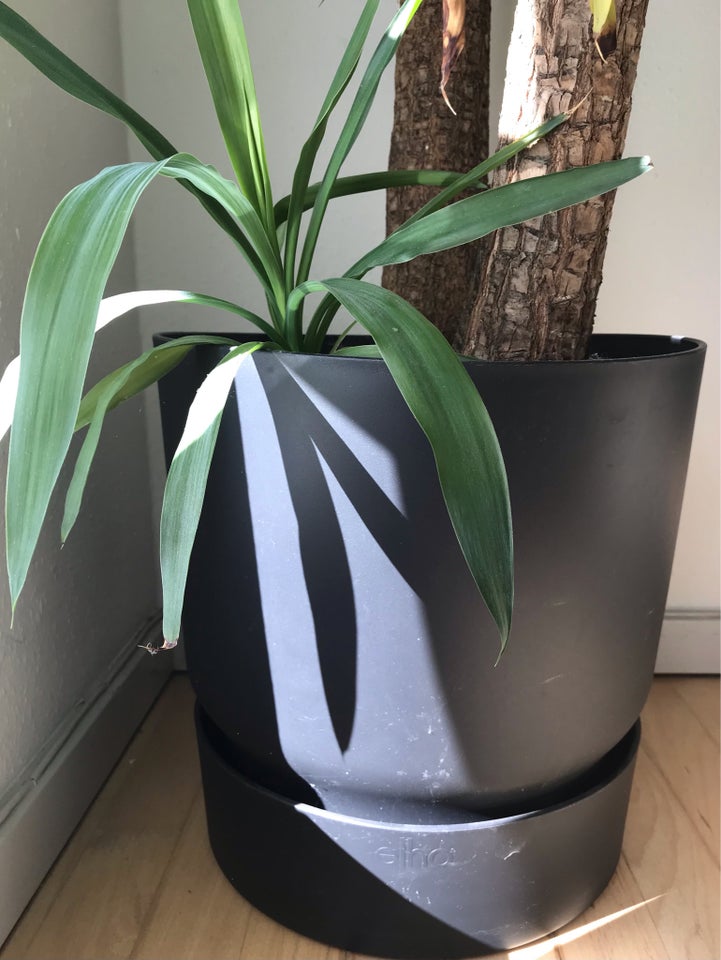 kæmpestor plante Yucca palme