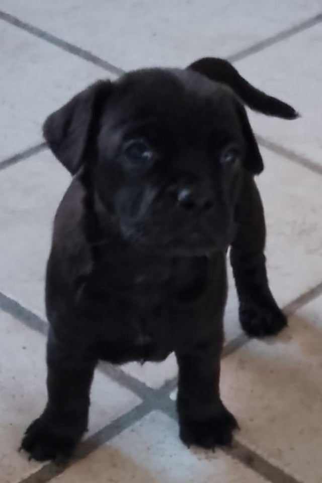 fransk bulldog / labrador, hvalpe,