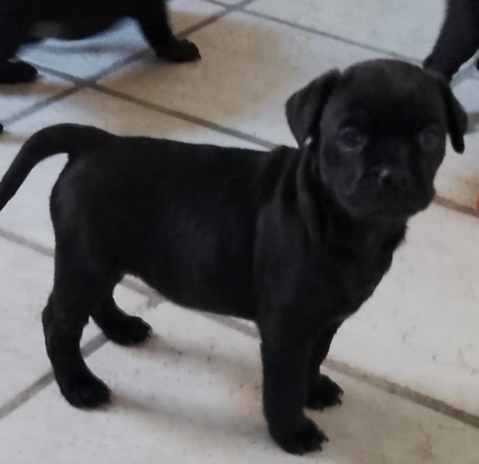 fransk bulldog / labrador, hvalpe,