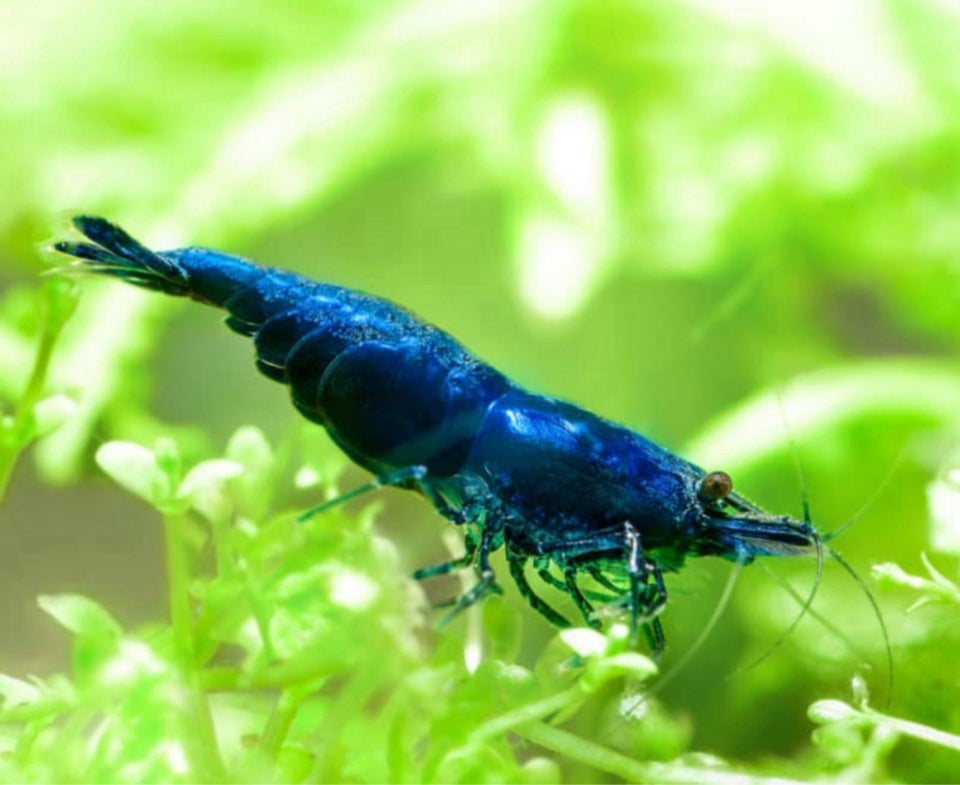 Neocaridina davidi Blue Dream  200