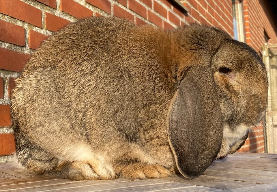 Kanin, AVLSKLAR FRANSK VÆDDER HAN